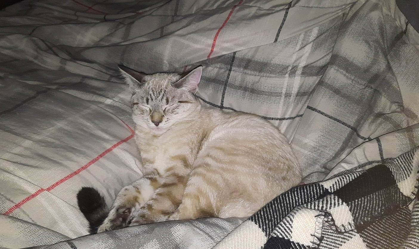 Ali joined the competition — help win amazing prizes! carnivore, cat, claw, comfort, domestic_short_haired_cat, fawn, felidae, fur, grey, mammal, nap, paw, sitting, sleep, small_to_medium_sized_cats, snout, tail, terrestrial_animal, whiskers, wildlife