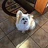 animal, companion, cute, dog, domestic, fluffy, fur, indoor, kitchen, looking_up, pet, playful, rug, shadow, small_dog, sunlight, tile_floor, tongue_out, white_dog, wooden_cabinet