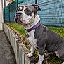 Narnia a rejoint le concours — aidez-le/la à gagner de superbes lots ! american_bulldog, attentive, backyard, close_up, concrete, dog, ears, fence, grass, id_tag, muzzle, outdoors, paws, pet, portrait, purple_collar, short_hair, sitting, sky, wooden_border