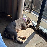 Narnia a rejoint le concours — aidez-le/la à gagner de superbes lots ! balcony, building, bulldog, curtain, dog, glass, home_interior, indoor, nap, paw, pet, purple_collar, railing, relaxation, shadow, sleeping_dog, sliding_door, sunlight, urban_view, wood_floor