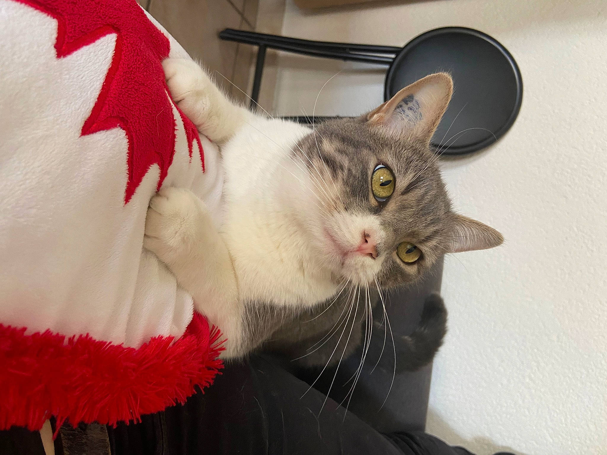 Grizou a rejoint le concours — aidez-le/la à gagner de superbes lots ! carmine, carnivore, cat, cat_furniture, cat_supply, claw, collar, domestic_short_haired_cat, ear, event, fang, fawn, felidae, fur, paw, small_to_medium_sized_cats, snout, tail, whiskers, window