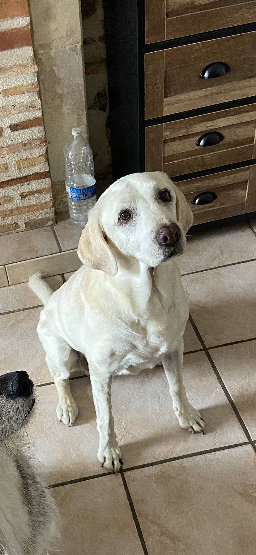 Chaya a rejoint le concours — aidez-le/la à gagner de superbes lots ! bottle, cabinetry, carnivore, companion_dog, dog, dog_breed, drawer, fawn, floor, flooring, fur, gun_dog, hardwood, pet_supply, snout, tail, water_bottle, whiskers, wood, working_animal