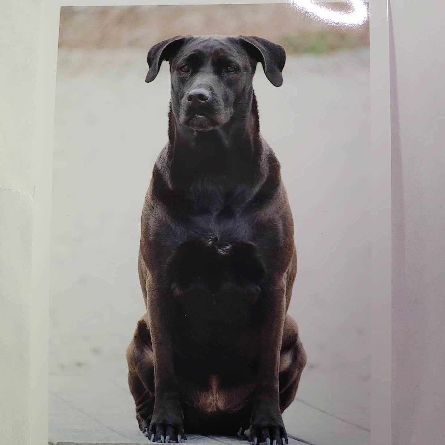 Lola is registered to the contest to win money with this photo: borador, canidae, carnivore, companion_dog, dog, dog_breed, dog_collar, fawn, fur, guard_dog, gun_dog, liver, non_sporting_group, pet_supply, plant, snout, sporting_group, terrestrial_animal, whiskers, working_animal