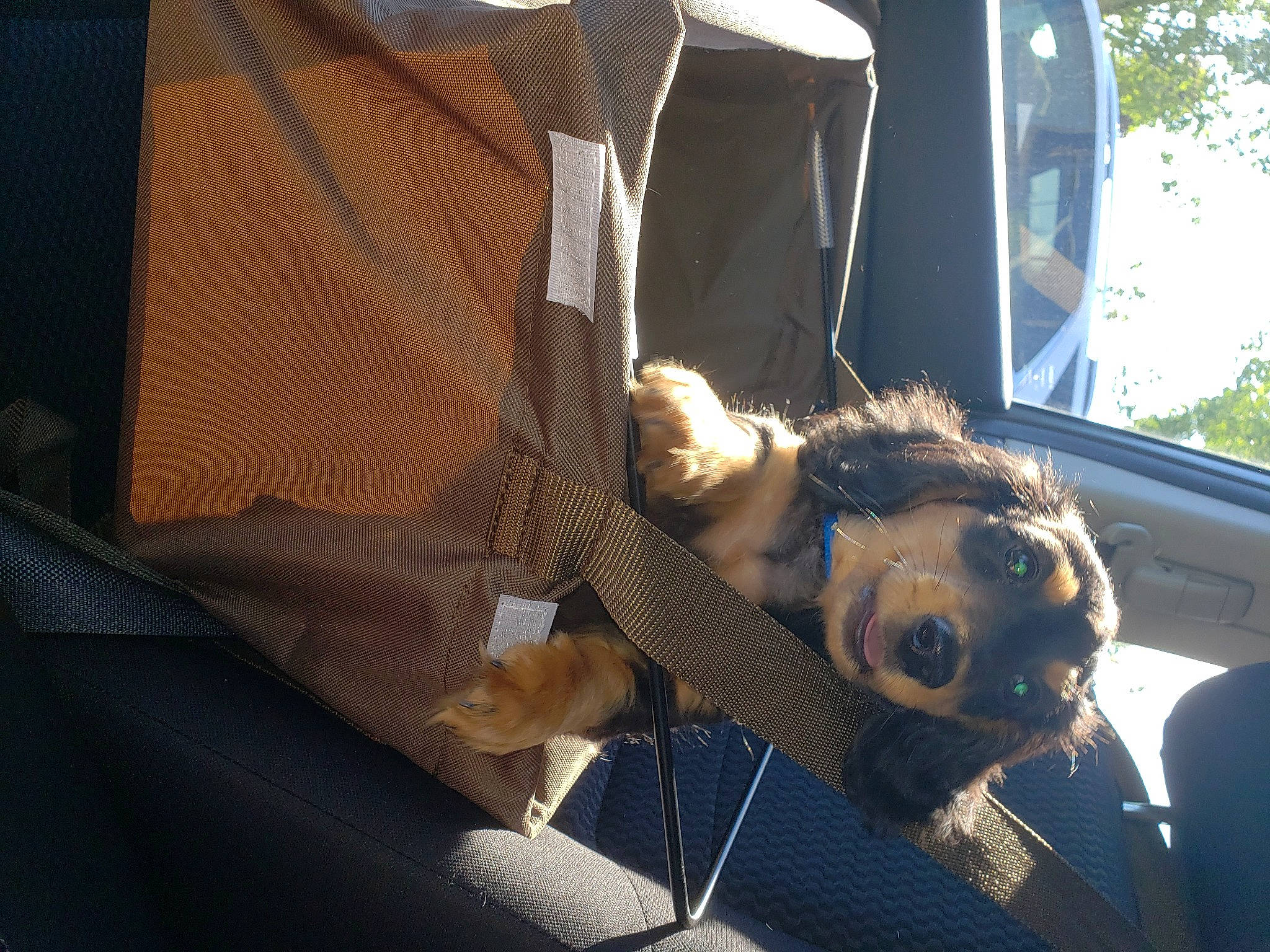 Rolo is registered to the contest to win money with this photo: auto_part, automotive_exterior, automotive_window_part, car, car_seat, carnivore, comfort, companion_dog, dog, dog_breed, fawn, motor_vehicle, snout, sporting_group, tints_and_shades, tree, vehicle, vehicle_door, window, windshield