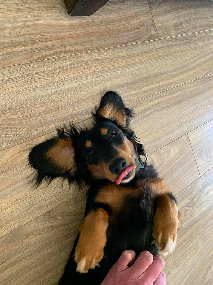 Rolo joined the competition — help win amazing prizes! carnivore, companion_dog, dog, dog_breed, flooring, foot, fur, hardwood, herding_dog, laminate_flooring, old_german_shepherd_dog, paw, plank, plywood, tail, toy_dog, varnish, wood, wood_flooring, wood_stain