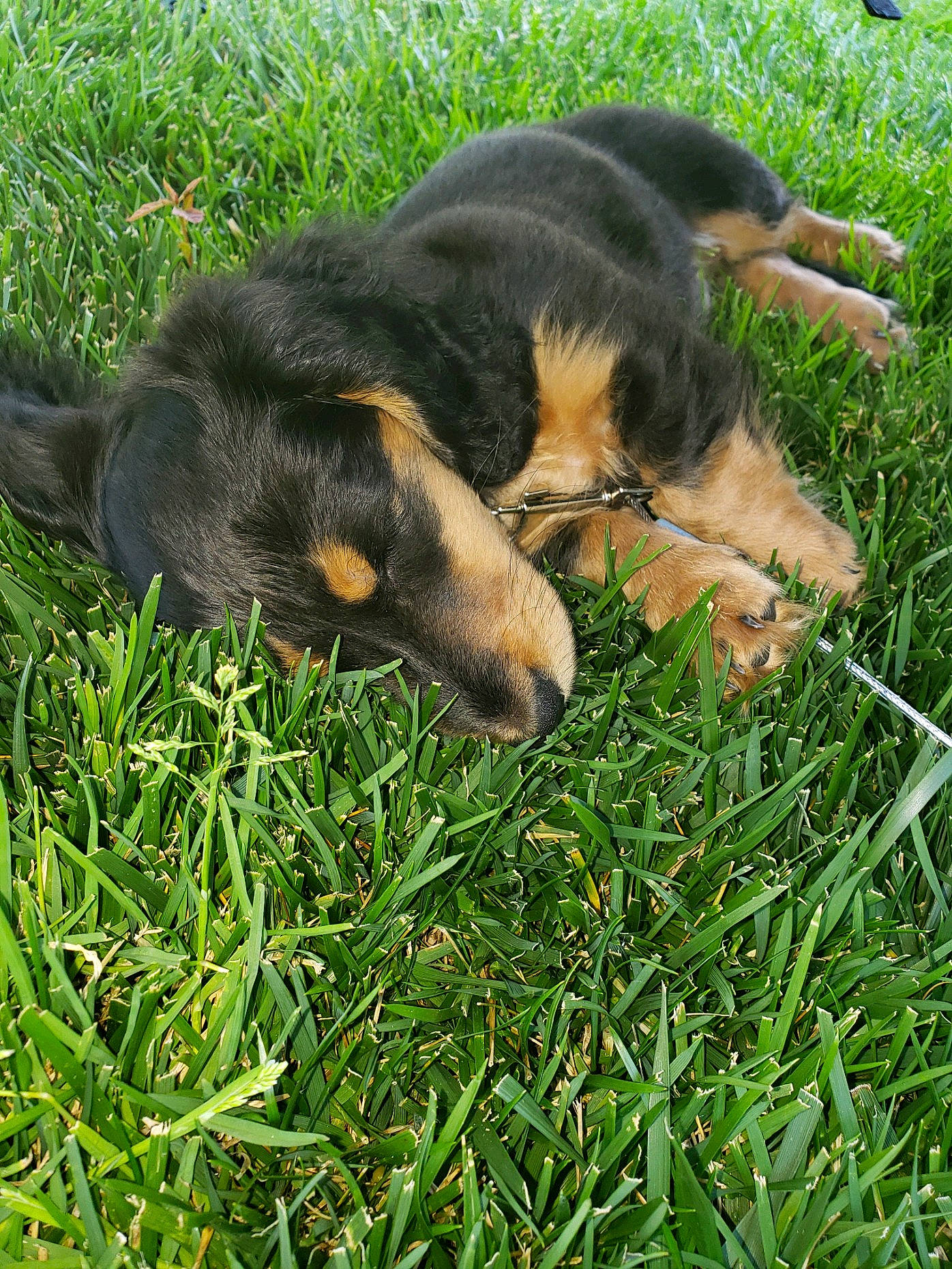 Rolo is registered to the contest to win money with this photo: canidae, carnivore, companion_dog, dog, dog_breed, grass, guard_dog, heat, hunting_dog, people_in_nature, snout, sporting_group, tail, terrestrial_animal, working_dog