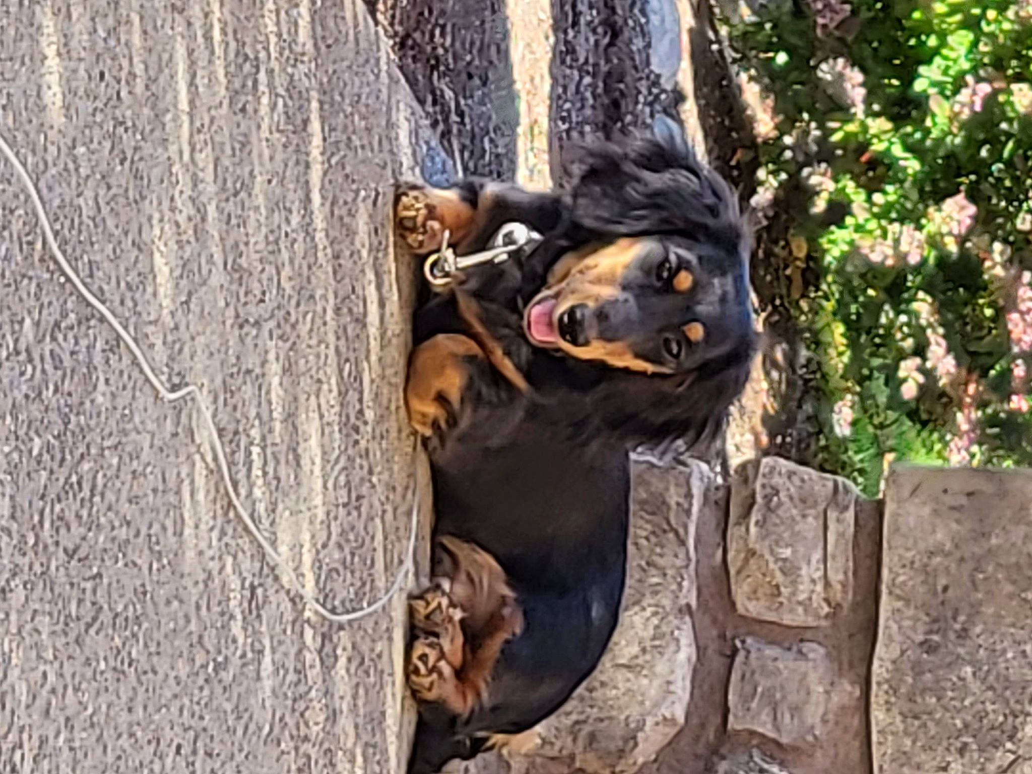 Rolo is registered to the contest to win money with this photo: adventure, canidae, carnivore, companion_dog, dog, dog_breed, fawn, guard_dog, hunting_dog, plant, rock, snout, sporting_group, terrestrial_animal, tree, trunk, wildlife, wood, working_animal, working_dog