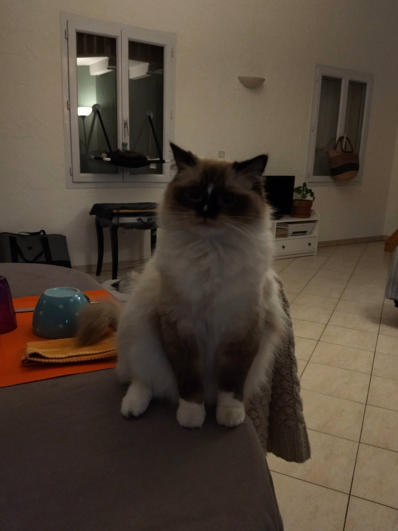 Rafia participe au concours pour gagner de l'argent avec cette photo : british_longhair, carnivore, cat, chair, comfort, companion_dog, fawn, felidae, floor, flooring, fur, grey, hardwood, mirror, ragdoll, small_to_medium_sized_cats, tail, whiskers, window, wood