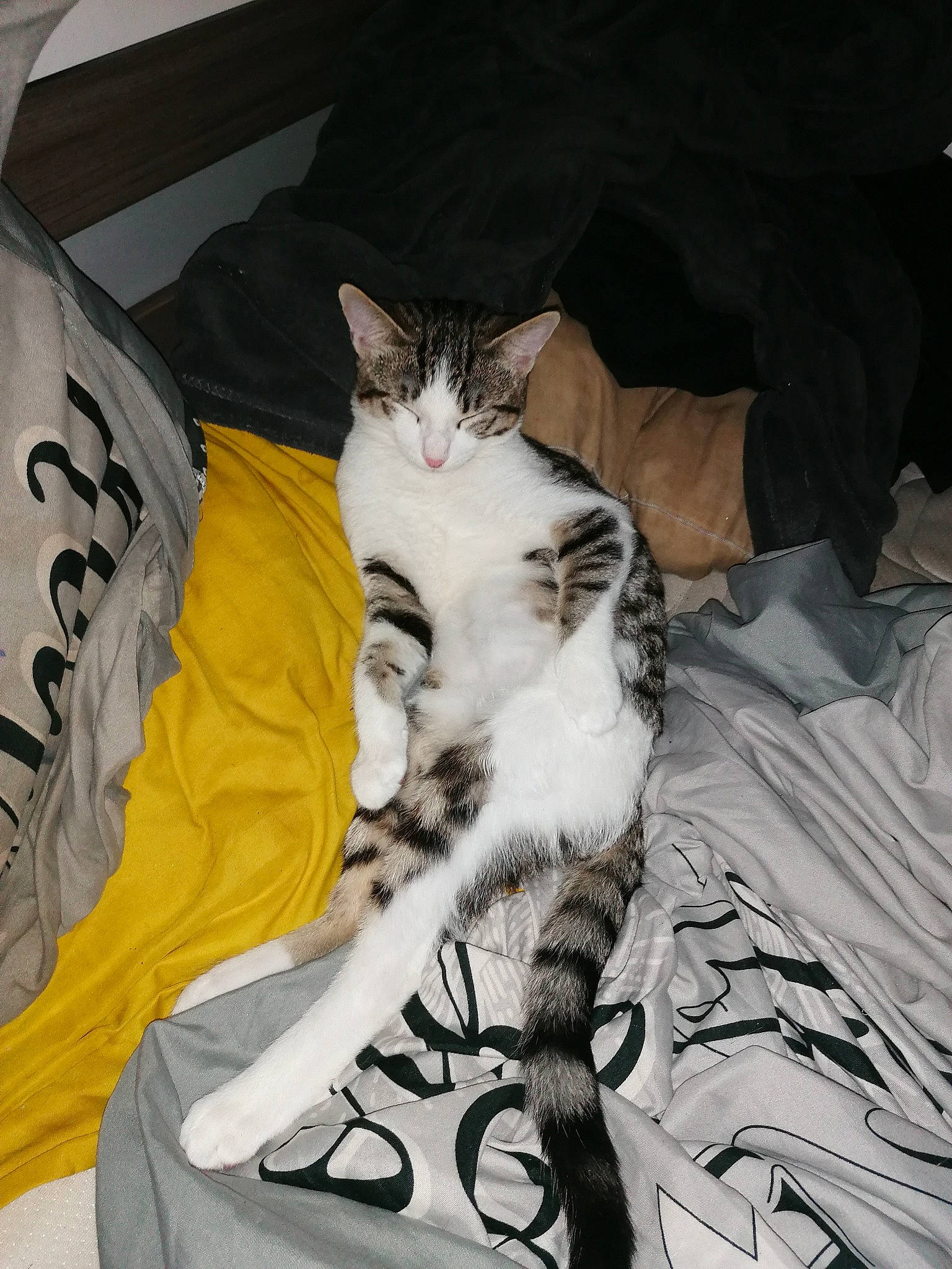 Zoom participe au concours pour gagner de l'argent avec cette photo : aegean_cat, american_shorthair, american_wirehair, asian, carnivore, cat, domestic_short_haired_cat, egyptian_mau, european_shorthair, felidae, fur, kitten, norwegian_forest_cat, polydactyl_cat, small_to_medium_sized_cats, tabby_cat, whiskers