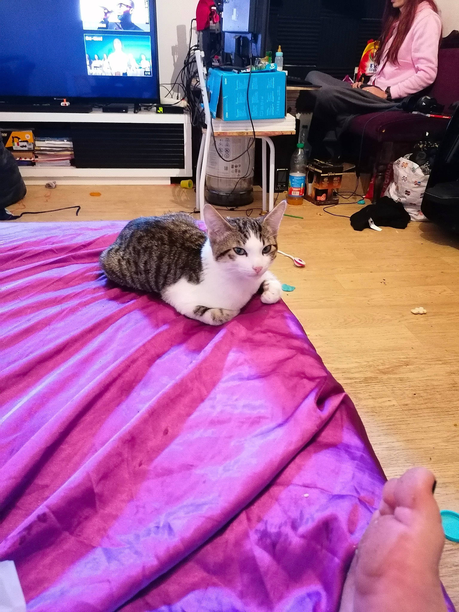 Zoom participe au concours pour gagner de l'argent avec cette photo : canidae, carnivore, cat, companion_dog, felidae, fur, kitten, non_sporting_group, play, small_to_medium_sized_cats