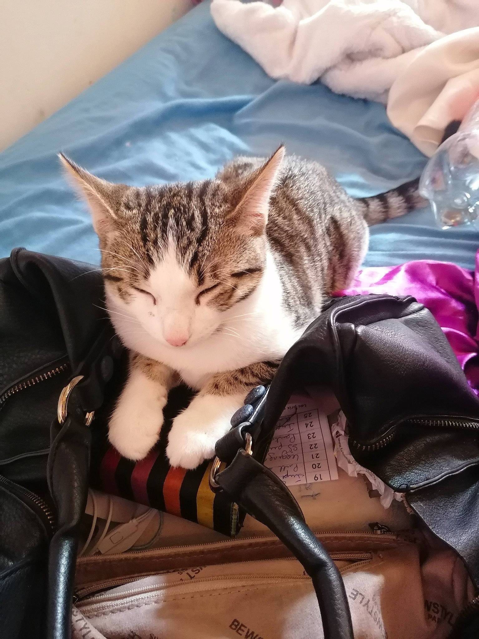 Zoom a rejoint le concours — aidez-le/la à gagner de superbes lots ! american_shorthair, asian, carnivore, cat, domestic_short_haired_cat, european_shorthair, fawn, felidae, kitten, small_to_medium_sized_cats, whiskers