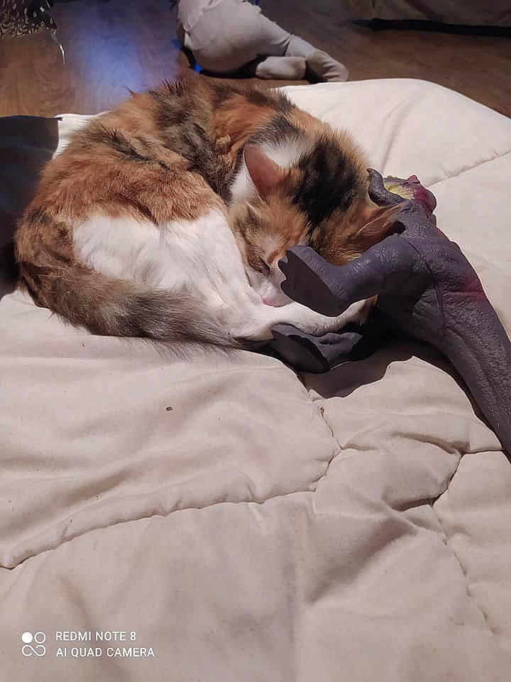 Ela a rejoint le concours — aidez-le/la à gagner de superbes lots ! bed, bedding, bird, carnivore, cat, comfort, companion_dog, dog_breed, duvet, fawn, felidae, fur, linens, mammal, paw, room, small_to_medium_sized_cats, tail, textile, whiskers