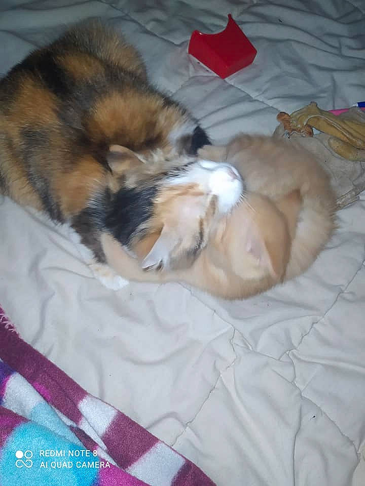 Ela participe au concours pour gagner de l'argent avec cette photo : bed, bed_sheet, bedding, carnivore, cat, cat_bed, comfort, companion_dog, dog_breed, domestic_short_haired_cat, fawn, felidae, fur, linens, nap, paw, small_to_medium_sized_cats, tail, textile, whiskers