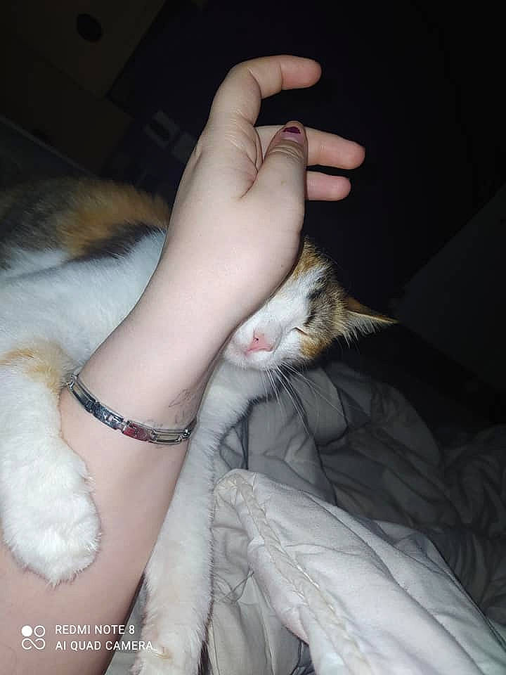 Ela a rejoint le concours — aidez-le/la à gagner de superbes lots ! carnivore, cat, comfort, ear, eyelash, fawn, felidae, finger, gesture, hand, human_leg, jaw, jewellery, lap, nail, small_to_medium_sized_cats, textile, thumb, whiskers, wrist