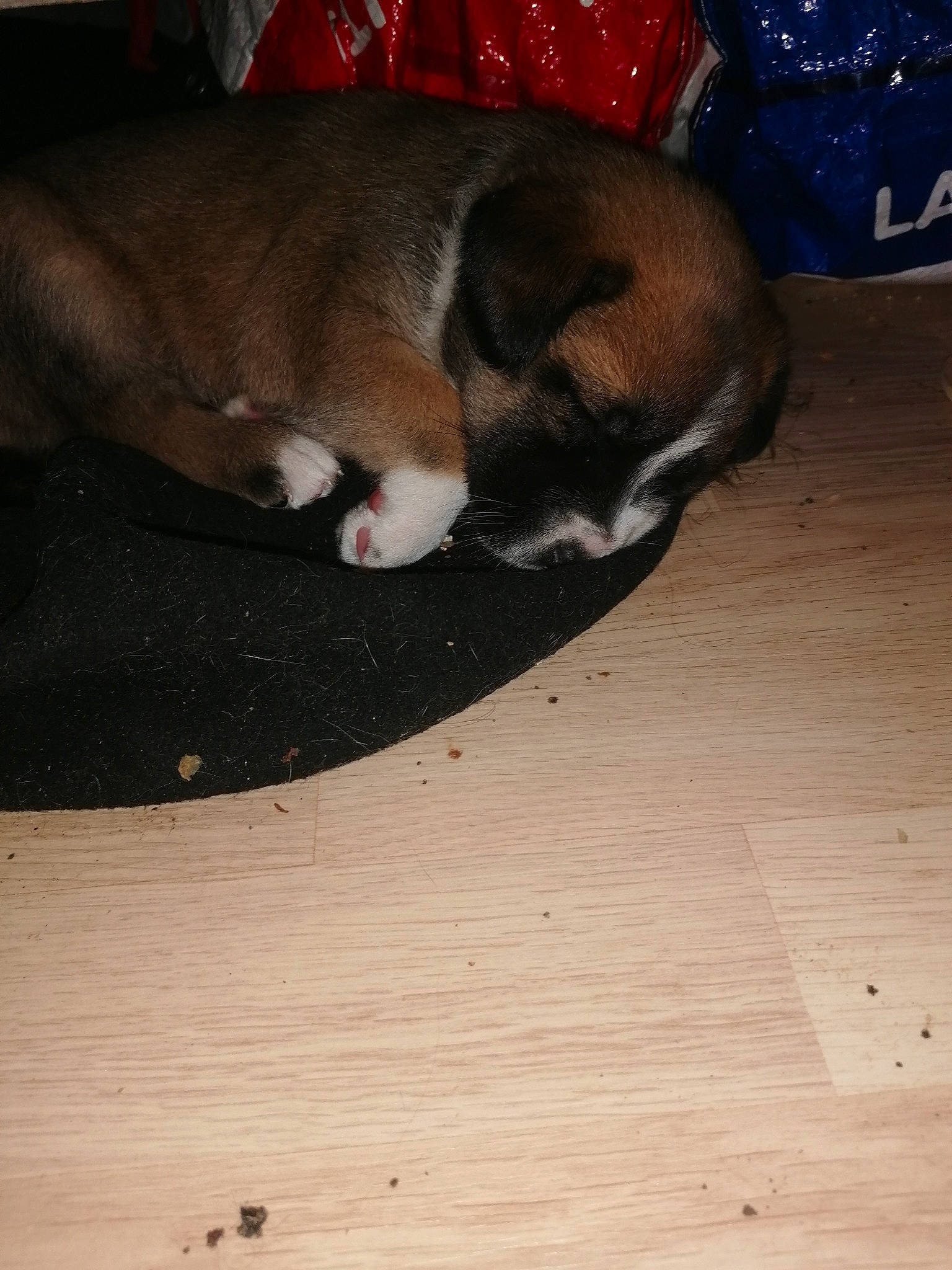 Guamora a rejoint le concours — aidez-le/la à gagner de superbes lots ! canidae, carnivore, dog, dog_breed, fawn, puggle, puppy