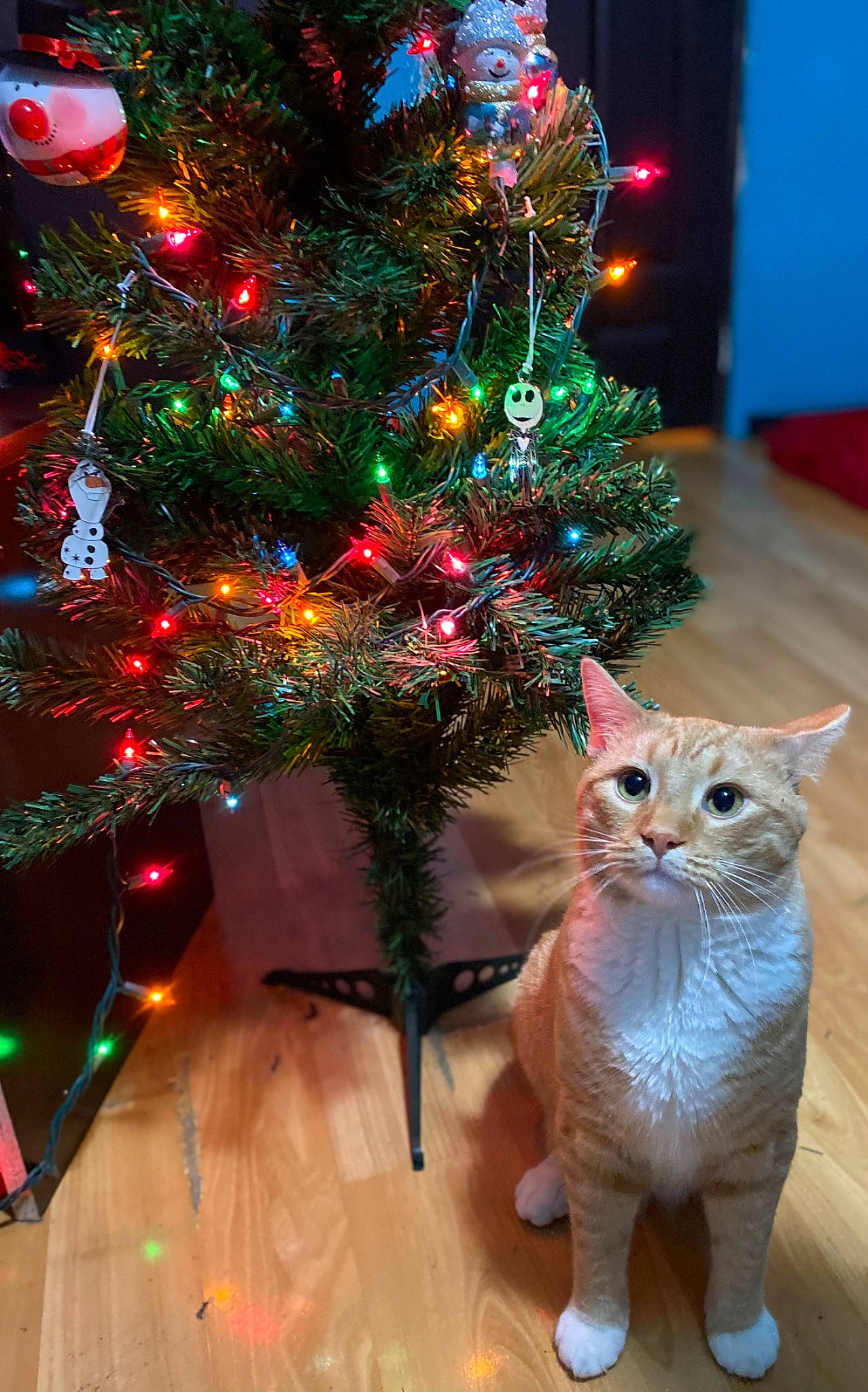 Bynx joined the competition — help win amazing prizes! blue, branch, carnivore, cat, christmas, christmas_decoration, christmas_ornament, christmas_tree, evergreen, fawn, felidae, green, holiday_ornament, light, ornament, plant, toy, white, window, woody_plant
