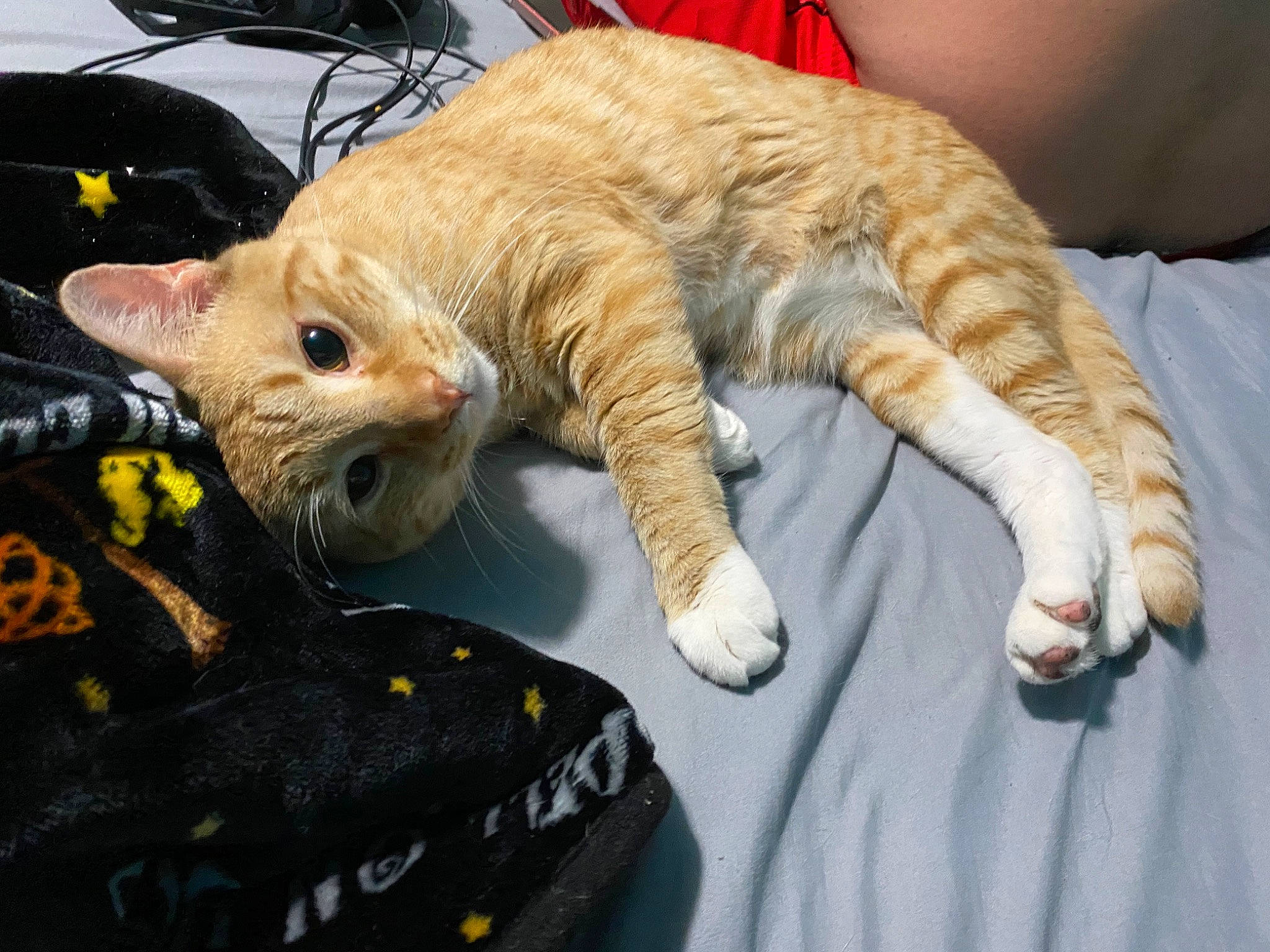 Bynx joined the competition — help win amazing prizes! bag, canidae, carnivore, cat, claw, comfort, domestic_short_haired_cat, fawn, felidae, fur, lap, luggage_and_bags, nap, outdoor_shoe, paw, small_to_medium_sized_cats, snout, tail, thread, whiskers