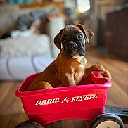 Jaxx joined the competition — help win amazing prizes! animal, brown_dog, closeup, collar, curious, cute, dog, domestic_animal, furniture, home, indoor, living_room, pet, puppy, radio_flyer, sitting, toy, wagon, wood_floor, young_dog