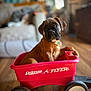 animal, brown_dog, closeup, collar, curious, cute, dog, domestic_animal, furniture, home, indoor, living_room, pet, puppy, radio_flyer, sitting, toy, wagon, wood_floor, young_dog