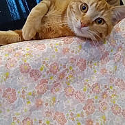 Runtrunt And Oliver joined the competition — help win amazing prizes! animal, background, bedroom, cat, cozy, curious, curtains, cute, domestic, ears, feline, floral_blanket, indoor, orange_tabby, pet, relaxed, resting, soft_light, two_cats, whiskers