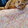 animal, background, bedroom, cat, cozy, curious, curtains, cute, domestic, ears, feline, floral_blanket, indoor, orange_tabby, pet, relaxed, resting, soft_light, two_cats, whiskers