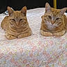 animal, bed, cat, curtain, domestic_cat, ears, feline, floral_bedspread, ginger_cat, indoor, looking_at_camera, pair, paws, pet, resting, striped_fur, tabby, two_animals, whiskers, yellow_bedpost