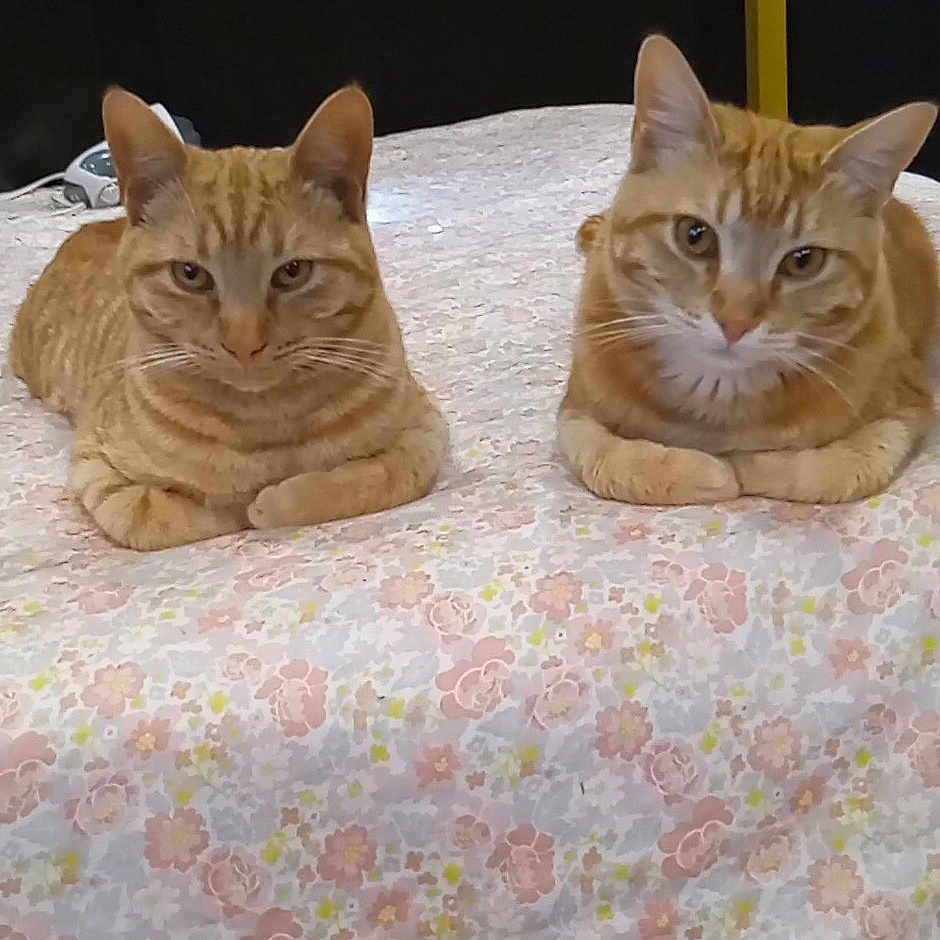 Runtrunt And Oliver
