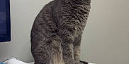 Misty Twisty is registered to the contest to win money with this photo: animal, cat, computer, computerhardware, computerkeyboard, desk, electronics, furniture, hardware, kitten, laptop, monitor, mouse, pc, pet, screen, table, text, tv, wood