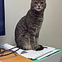 animal, cat, computer, computerhardware, computerkeyboard, desk, electronics, furniture, hardware, kitten, laptop, monitor, mouse, pc, pet, screen, table, text, tv, wood