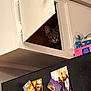 Misty Twisty joined the competition — help win amazing prizes! adult, animal, art, cabinet, cat, closet, collage, cupboard, drawer, face, female, furniture, head, indoors, male, man, person, pet, shelf, woman