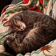 Misty Twisty joined the competition — help win amazing prizes! abyssinian, animal, bed, blanket, canine, cat, couch, cushion, dog, furniture, homedecor, kitten, linen, manx, person, pet, quilt, sleeping