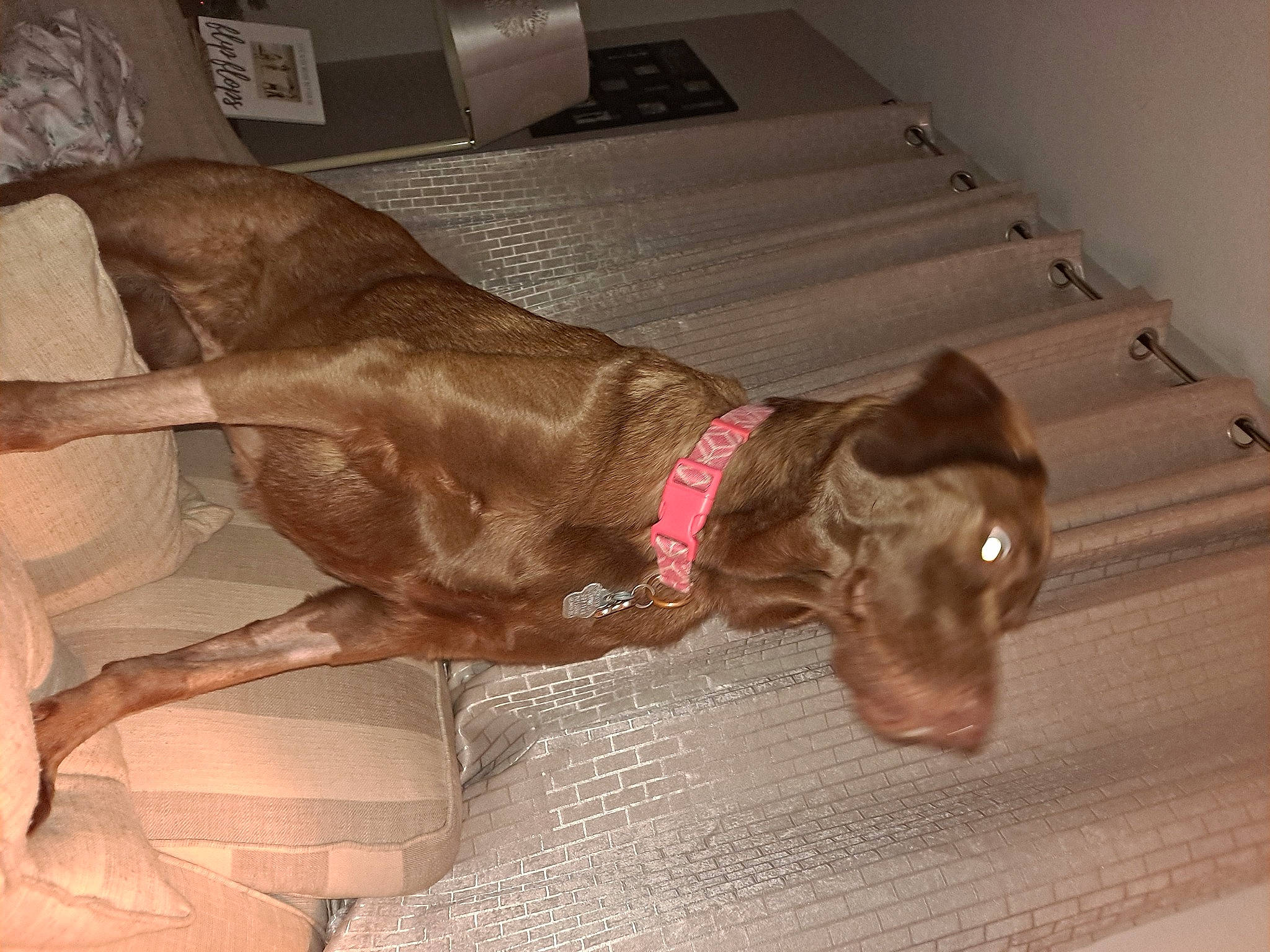 Bellatrix is registered to the contest to win money with this photo: brown, canidae, carnivore, collar, comfort, companion_dog, dog, dog_breed, dog_collar, ear, fawn, flooring, fur, liver, pet_supply, snout, sporting_group, tail, whiskers, working_animal