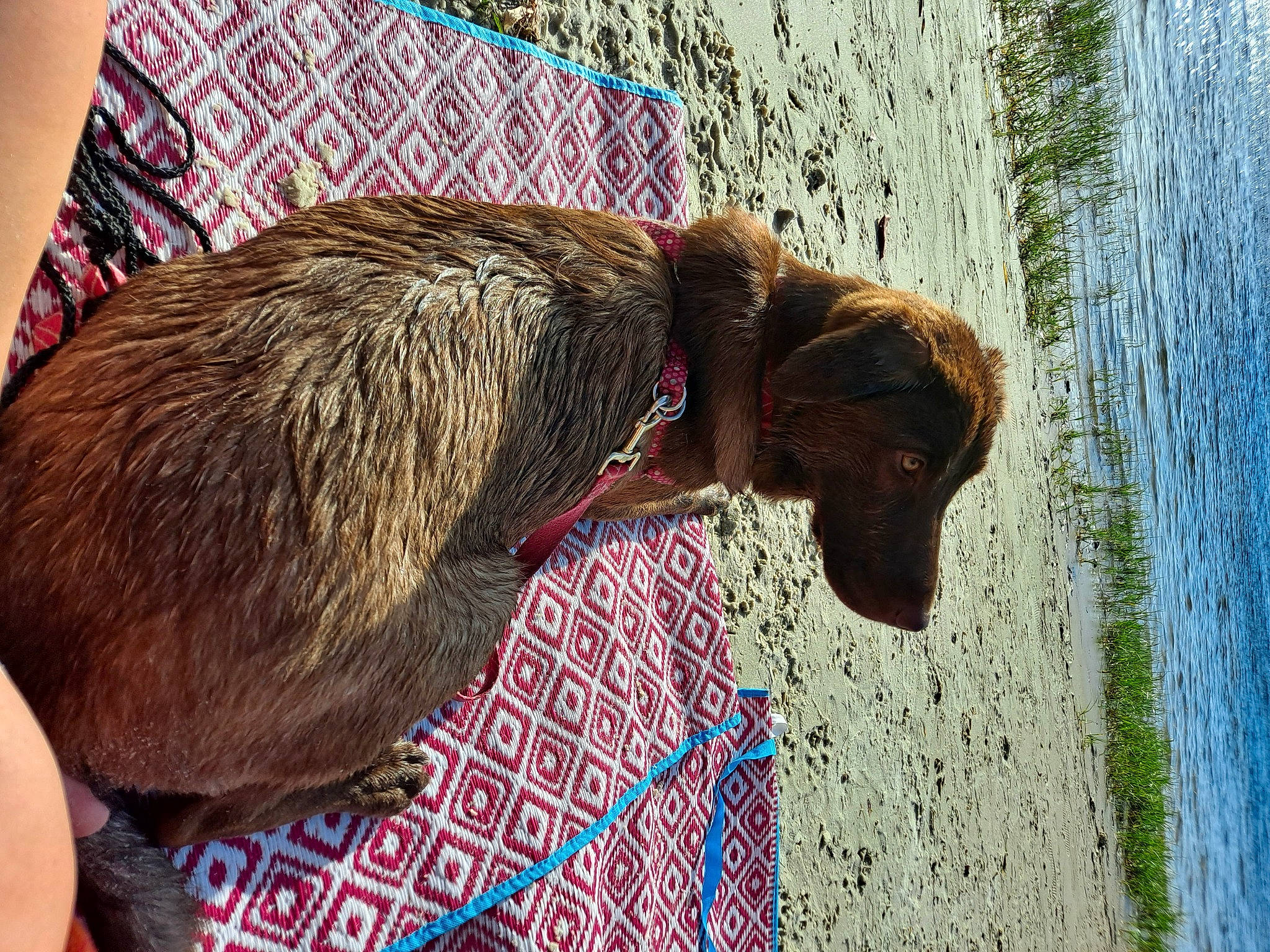 Bellatrix joined the competition — help win amazing prizes! canidae, carnivore, collar, companion_dog, dog, dog_breed, fawn, fur, liver, plant, snout, sporting_group, tail, terrestrial_animal, tints_and_shades, trunk, water, wildlife, wood, working_animal