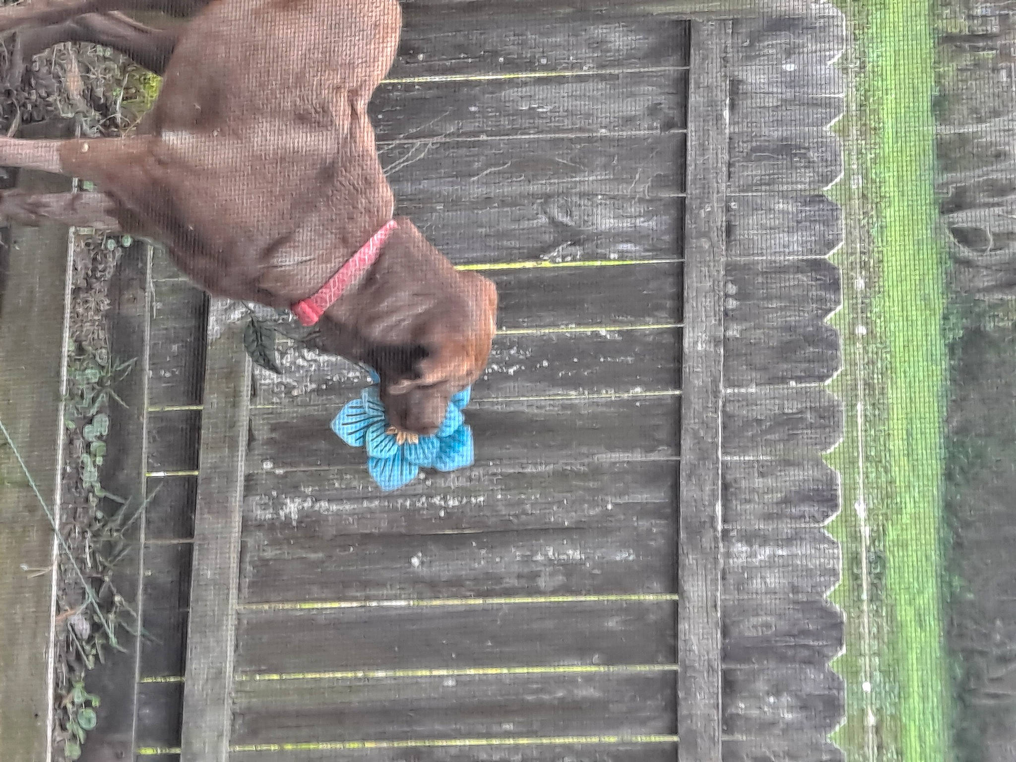 Bellatrix joined the competition — help win amazing prizes! animal_shelter, canidae, carnivore, collar, companion_dog, dog, dog_breed, dog_collar, dog_supply, fawn, guard_dog, hunting_dog, leash, liver, pet_supply, snout, sporting_group, tail, wood, working_animal