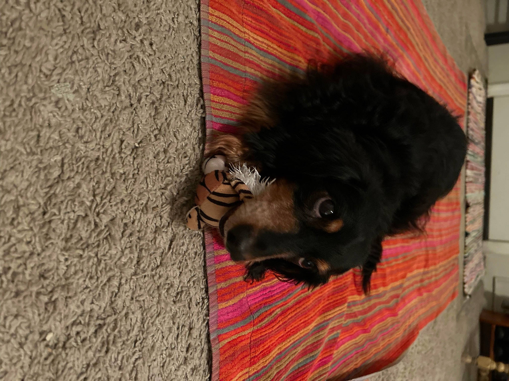 Huey is registered to the contest to win money with this photo: carnivore, companion_dog, dog, dog_breed, dress, fawn, felidae, flooring, foot, fur, grey, liver, road_surface, snout, sporting_group, sunglasses, tail, whiskers, wood, working_animal