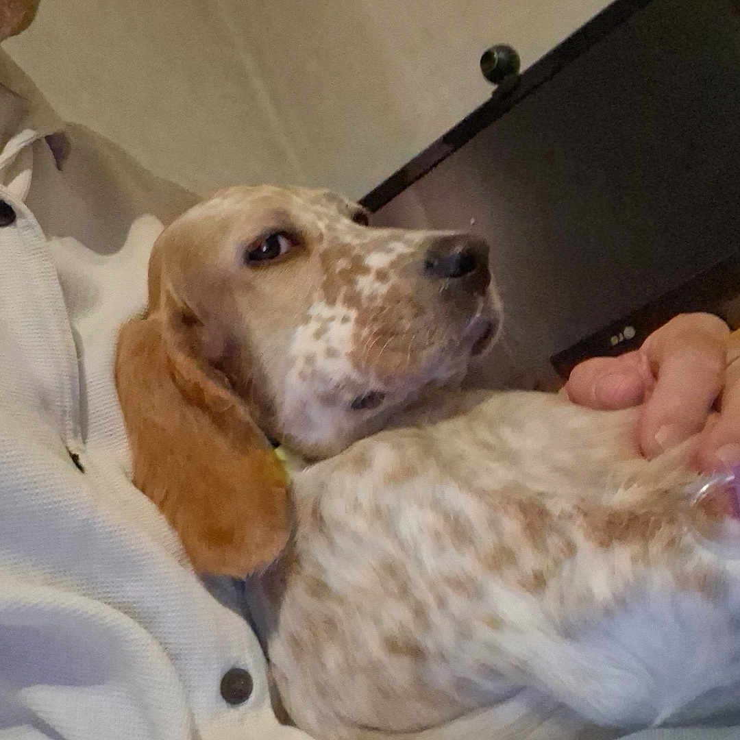 Bella