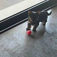 Tara a rejoint le concours — aidez-le/la à gagner de superbes lots ! animal, curious, dog, domestic_animal, floor, fur, glass_door, indoor, light, pet, pink_ball, playful, puppy, shadow, small_dog, standing, tile_floor, toy, window, young_dog