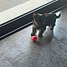 animal, curious, dog, domestic_animal, floor, fur, glass_door, indoor, light, pet, pink_ball, playful, puppy, shadow, small_dog, standing, tile_floor, toy, window, young_dog