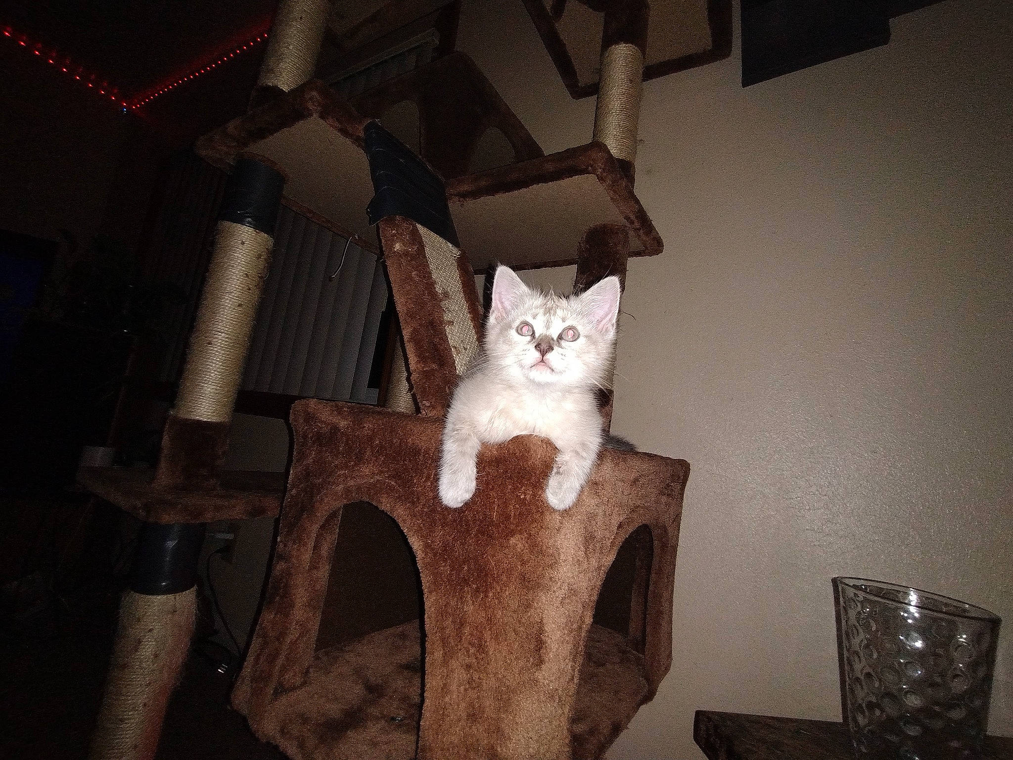 Odis is registered to the contest to win money with this photo: carnivore, cat, cat_supply, chair, comfort, darkness, domestic_short_haired_cat, fawn, felidae, flooring, fur, furniture, hardwood, house, pet_supply, room, small_to_medium_sized_cats, tail, whiskers, wood