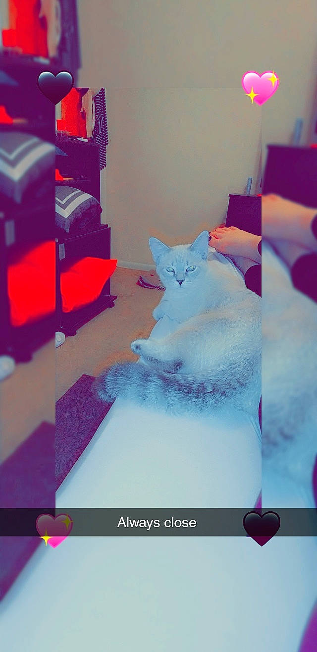 Odis joined the competition — help win amazing prizes! carmine, carnivore, cat, comfort, domestic_short_haired_cat, felidae, flooring, font, fur, linens, magenta, mammal, pillow, pink, purple, room, screenshot, small_to_medium_sized_cats, textile, whiskers