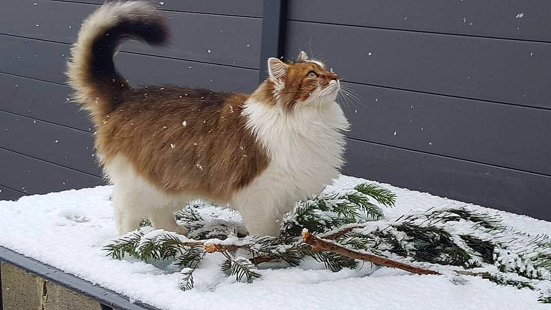 Guizmo participe au concours pour gagner de l'argent avec cette photo : carnivore, cat, claw, fawn, felidae, freezing, fur, paw, plant, precipitation, small_to_medium_sized_cats, snout, snow, tail, terrestrial_animal, twig, whiskers, windshield, winter