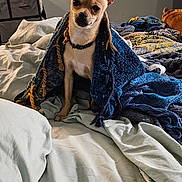 Charlie joined the competition — help win amazing prizes! animal, bed, blanket, blanket_cape, canine, chihuahua, comfort, cozy, cute, dog, domestic_animal, ears, fabric, fur, indoor, pet, portrait, resting, room, small_dog