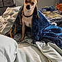 animal, bed, blanket, blanket_cape, canine, chihuahua, comfort, cozy, cute, dog, domestic_animal, ears, fabric, fur, indoor, pet, portrait, resting, room, small_dog