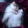 animal, blanket, cozy, cute, domestic, feline, fluffy, fur, indoor, kitten, napping, paw, peaceful, pet, purple, rest, sleeping, soft, whiskers, young