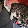 kitten, cat, tabby, paws, toy, blanket, pink, gray, sleepy, indoor, pet, feline, fur, playing, resting, closeup, animal, cute, young, cozy
