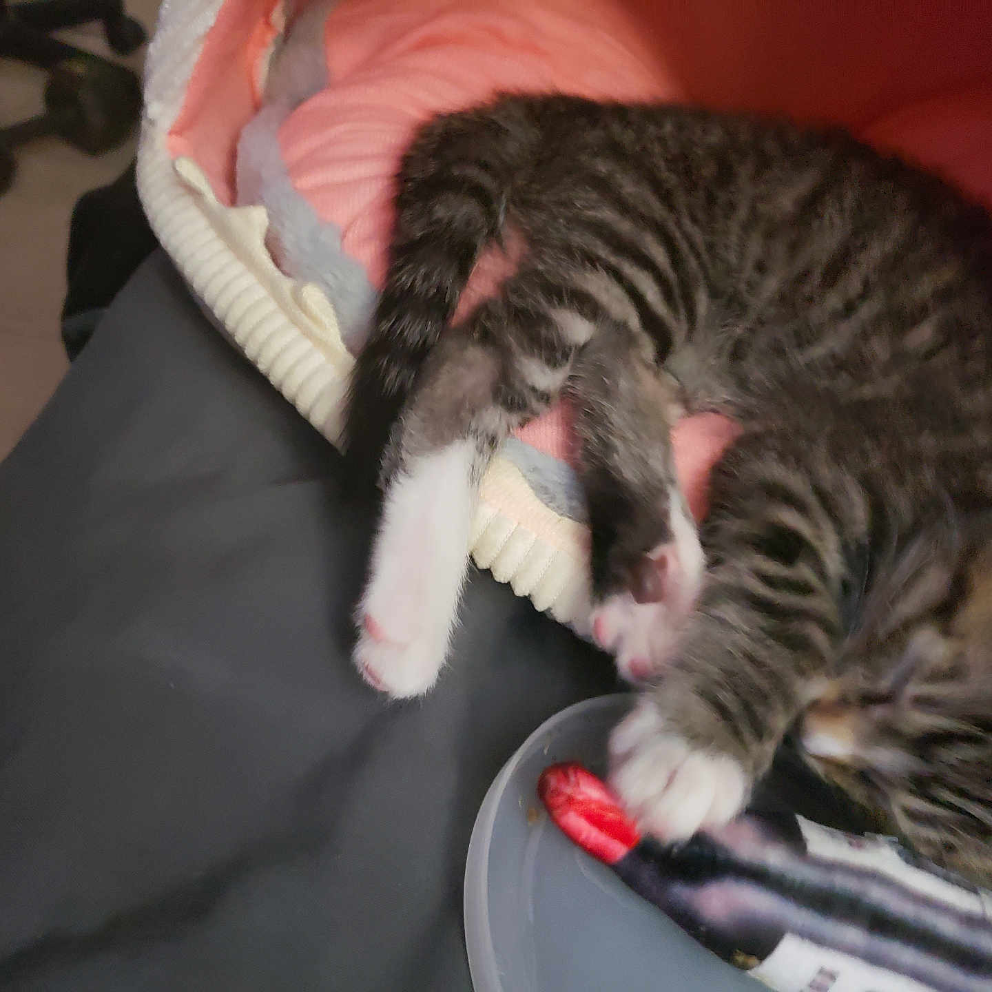 Minnie joined the competition — help win amazing prizes! animal, blanket, cat, closeup, cozy, cute, feline, fur, gray, indoor, kitten, paws, pet, pink, playing, resting, sleepy, tabby, toy, young
