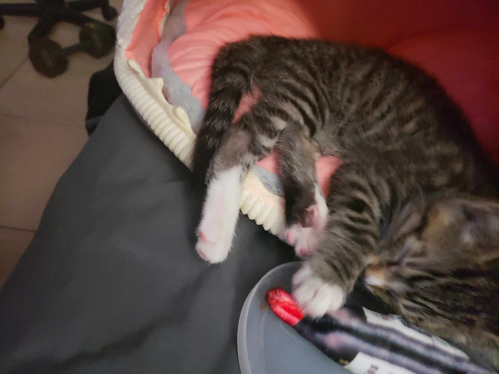 Minnie joined the competition — help win amazing prizes! kitten, cat, tabby, paws, toy, blanket, pink, gray, sleepy, indoor, pet, feline, fur, playing, resting, closeup, animal, cute, young, cozy