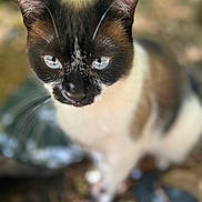Mia joined the competition — help win amazing prizes! cat, siamese_cat, animal, pet, close_up, blue_eyes, whiskers, fur, face, ears, outdoor, nature, blurred_background, looking_up, mammal, cute, portrait, domestic_cat, feline, focused