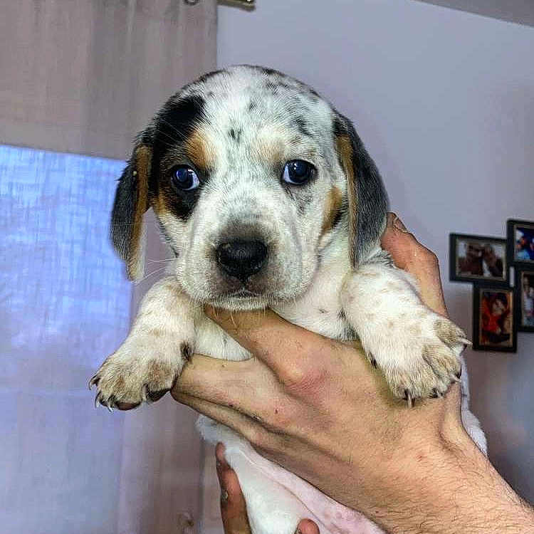 Nala a rejoint le concours — aidez-le/la à gagner de superbes lots ! animal, beagle, boxer, bulldog, canine, cat, chihuahua, curtain, dalmatian, doctor, dog, door, hound, indoors, interiordesign, labradorretriever, person, pet, puppy, snout