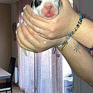 Nala a rejoint le concours — aidez-le/la à gagner de superbes lots ! accessories, animal, baby, bracelet, canine, chair, dog, face, furniture, head, hound, jewelry, necklace, person, pet, photography, portrait, puppy, skin, tattoo